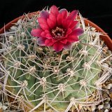 Gymnocalycium oenanthemum tillianum P1020810.JPG